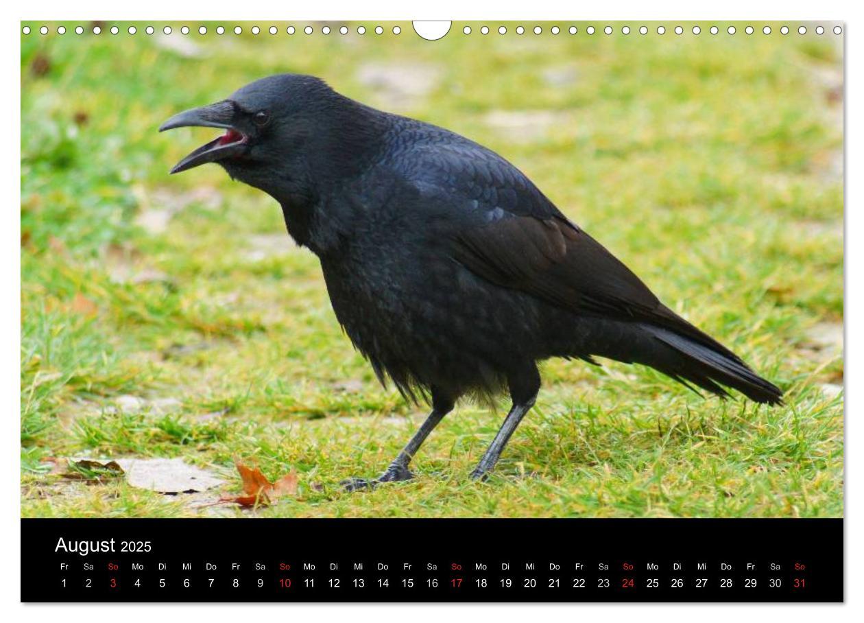 Bild: 9783435811373 | Das Leben der Rabenvögel (Wandkalender 2025 DIN A3 quer), CALVENDO...