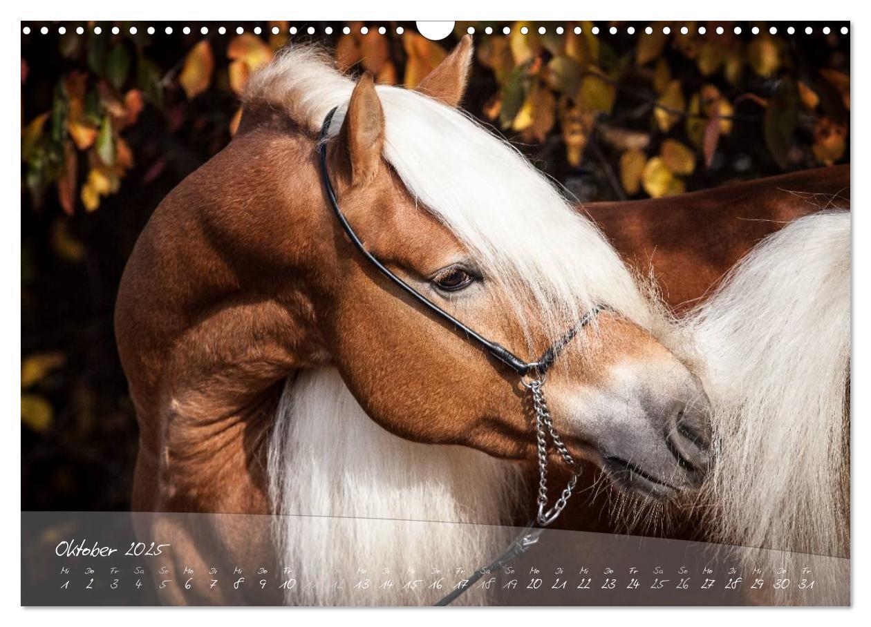 Bild: 9783435505173 | Haflinger-Pferde in Reinzucht (Wandkalender 2025 DIN A3 quer),...