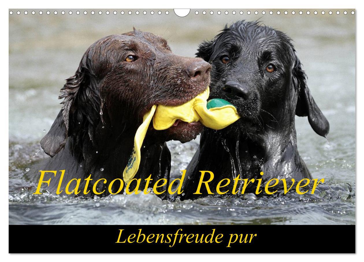 Cover: 9783435726066 | Flatcoated Retriever (Wandkalender 2025 DIN A3 quer), CALVENDO...