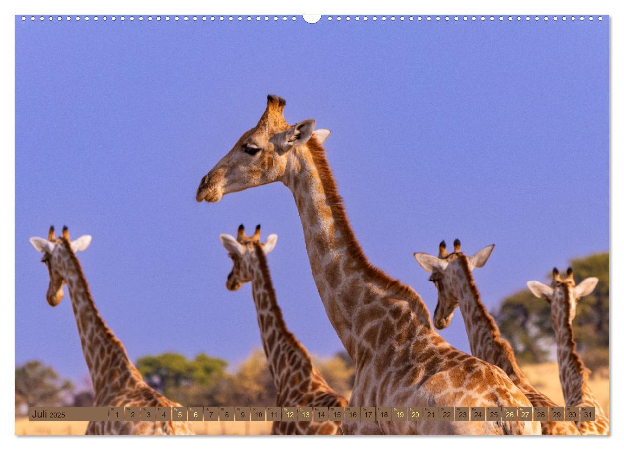 Bild: 9783383862526 | Wildlife Namibia - Etosha und Kalahari (Wandkalender 2025 DIN A2...