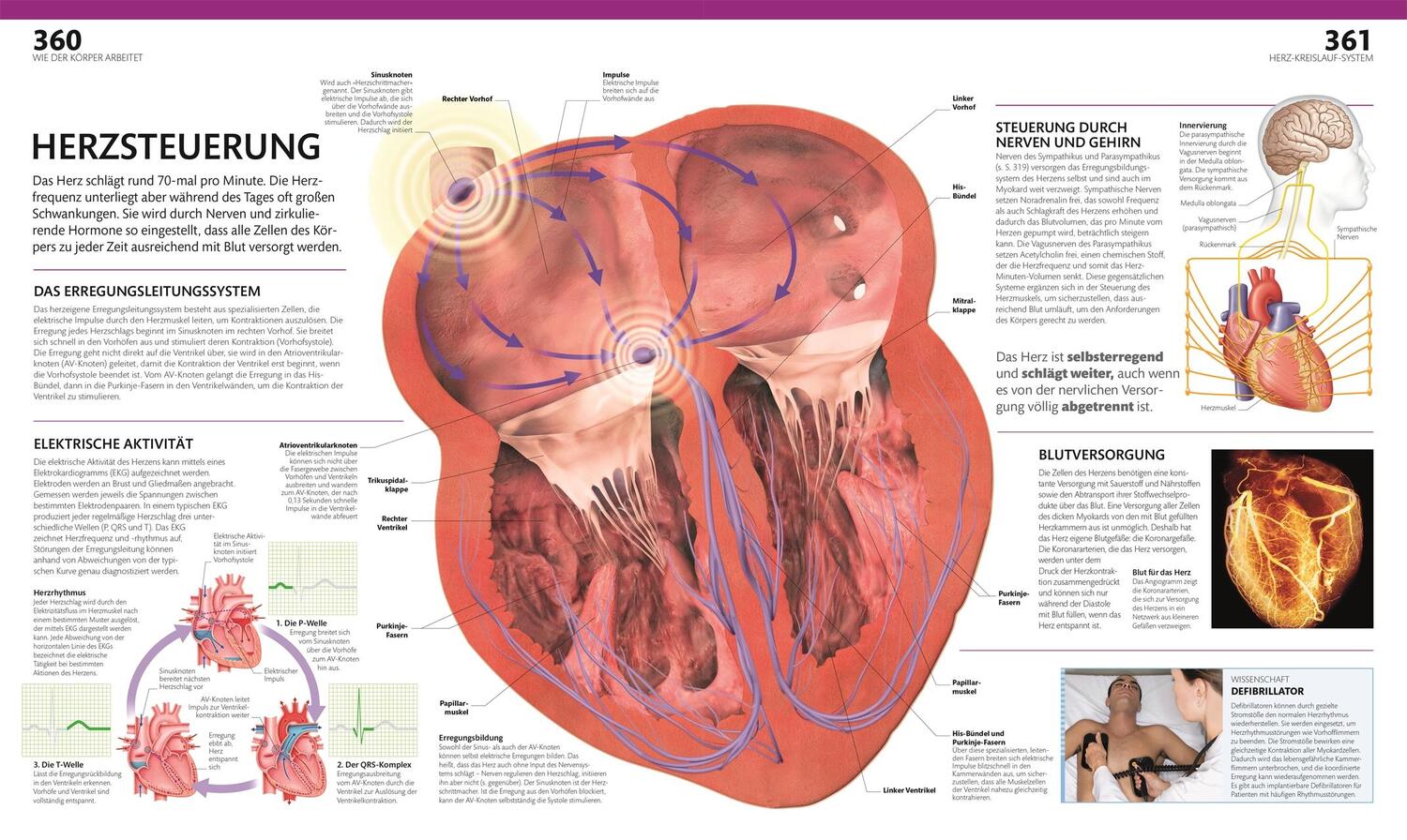 Bild: 9783831047772 | Anatomie und Physiologie | Alice Roberts | Buch | 536 S. | Deutsch