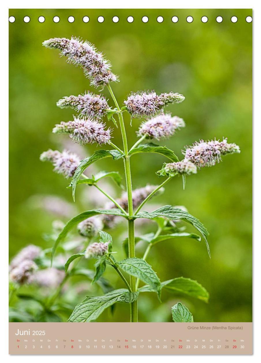 Bild: 9783457048917 | NOCH MEHR AUS DER SPEISEKAMMER NATUR (Tischkalender 2025 DIN A5...