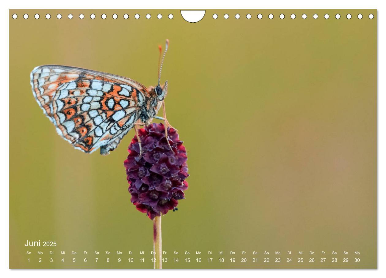 Bild: 9783435457717 | Eine Safari im Garten (Wandkalender 2025 DIN A4 quer), CALVENDO...