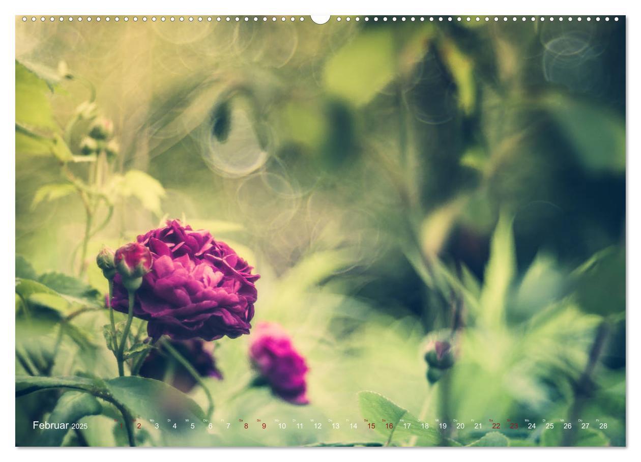 Bild: 9783435390380 | Die Welt der Alten Rosen (Wandkalender 2025 DIN A2 quer), CALVENDO...