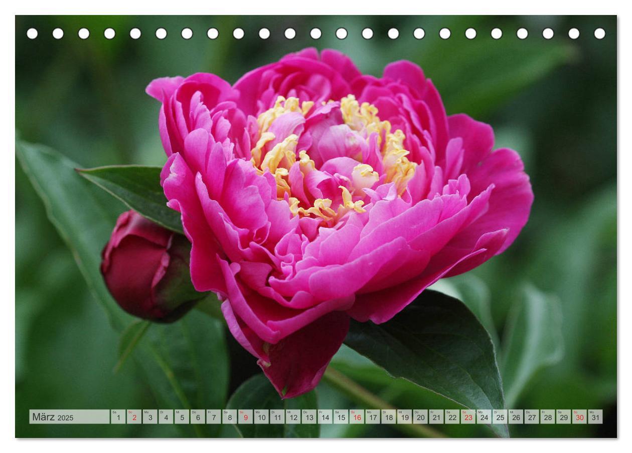 Bild: 9783435283996 | PFINGSTROSEN Rosen ohne Dornen (Tischkalender 2025 DIN A5 quer),...