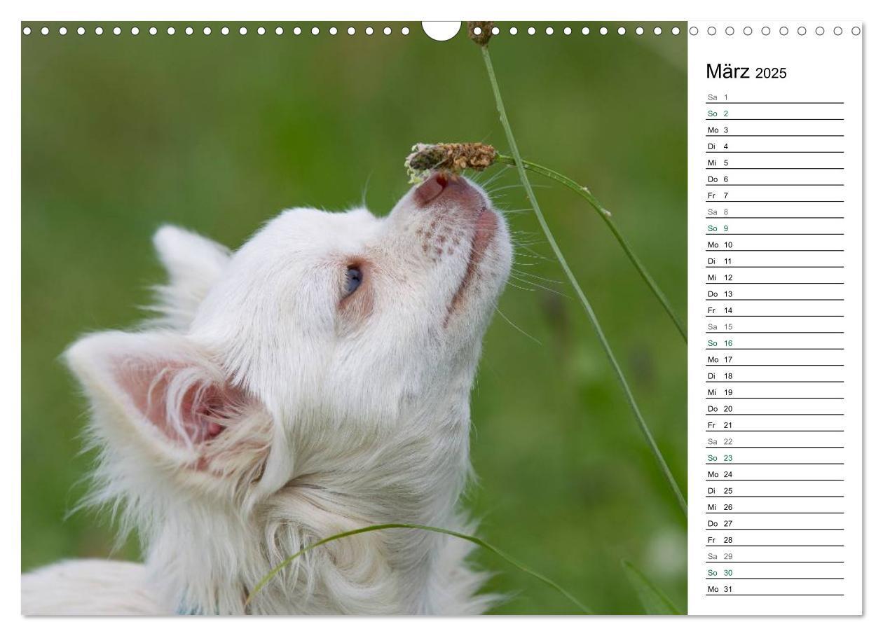 Bild: 9783435556786 | Chihuahuas - kleine Herzensbrecher (Wandkalender 2025 DIN A3 quer),...