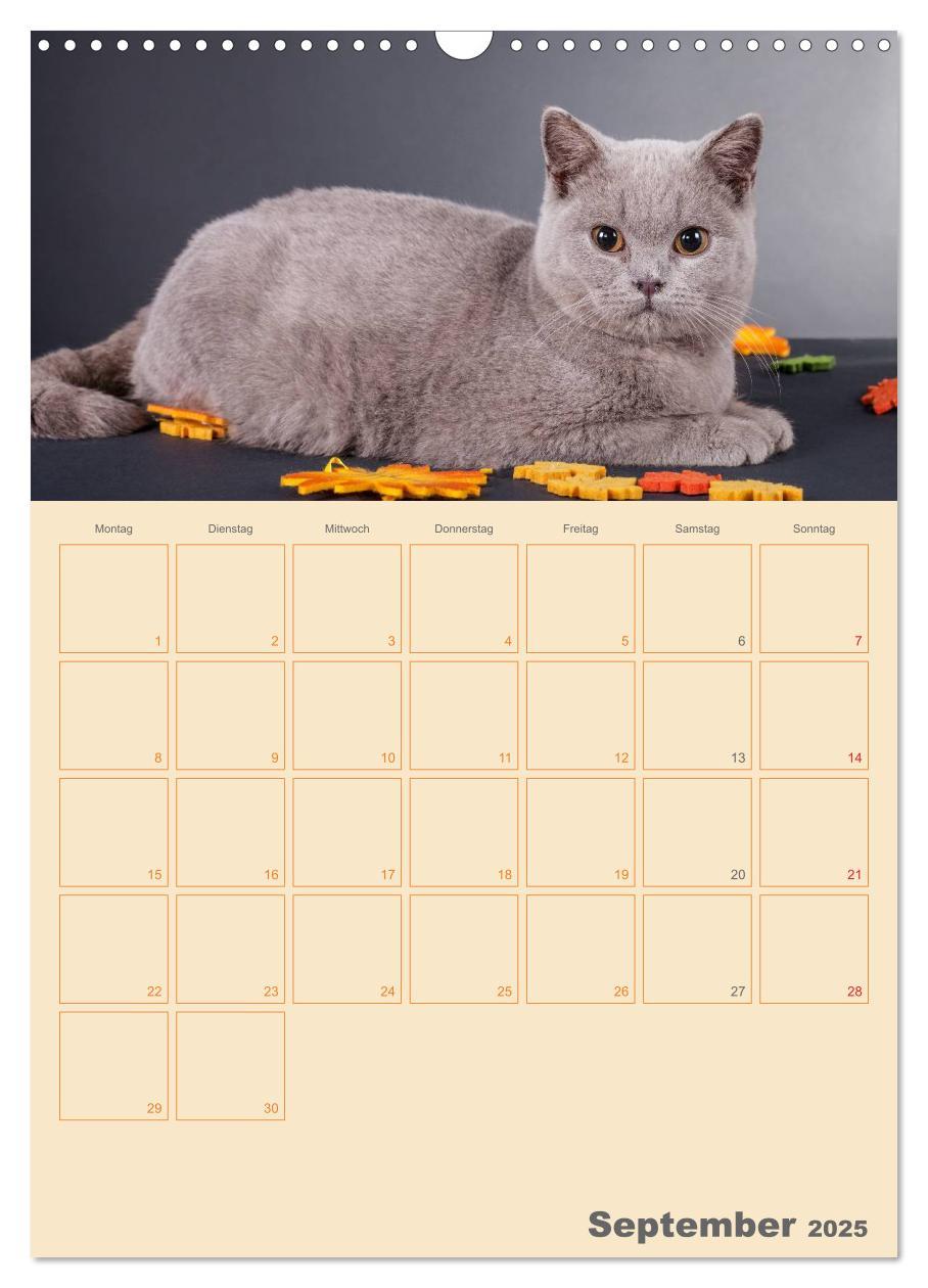 Bild: 9783457074480 | Britisch Kurzhaar Katzen - Planer (Wandkalender 2025 DIN A3 hoch),...