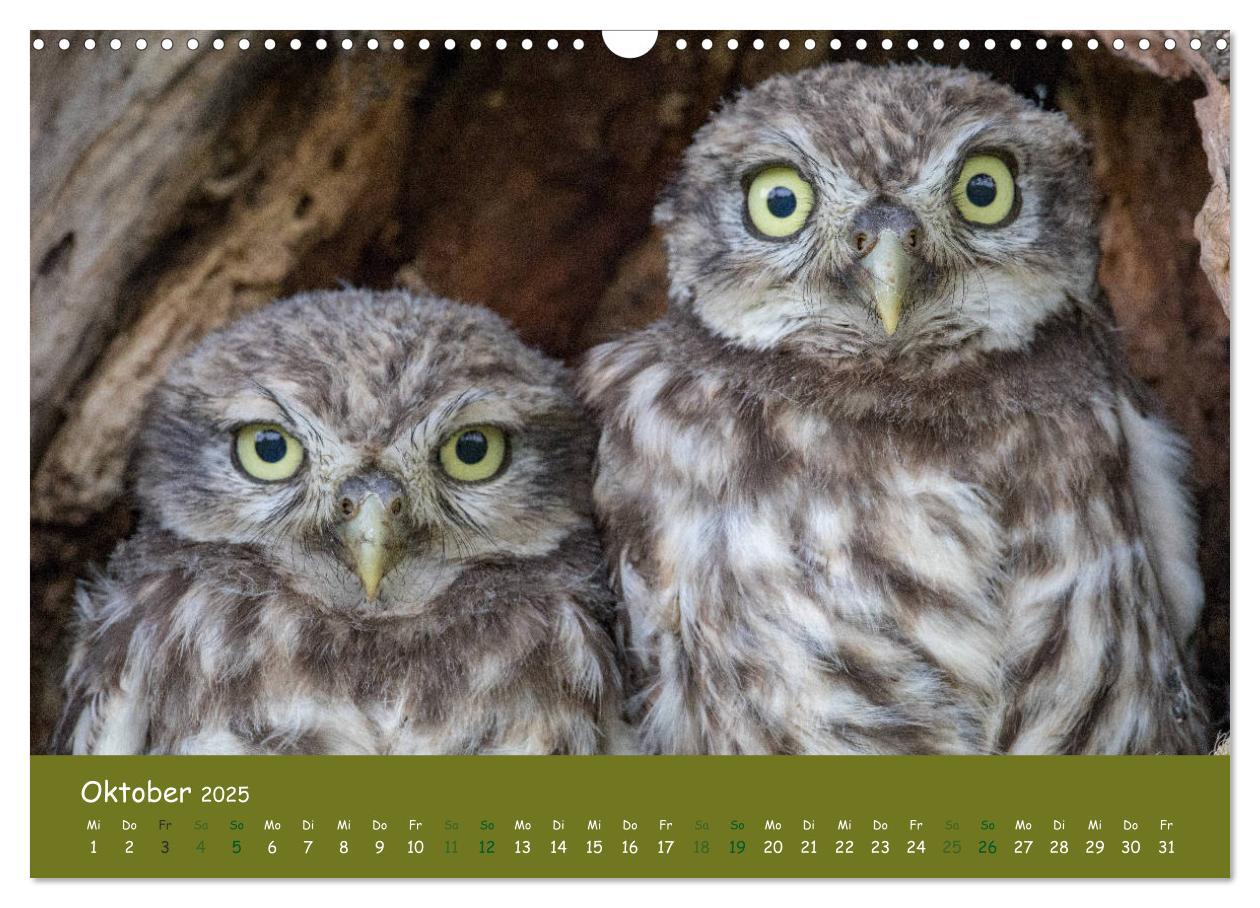 Bild: 9783435299843 | Steinkäuze (Athene noctua) (Wandkalender 2025 DIN A3 quer),...