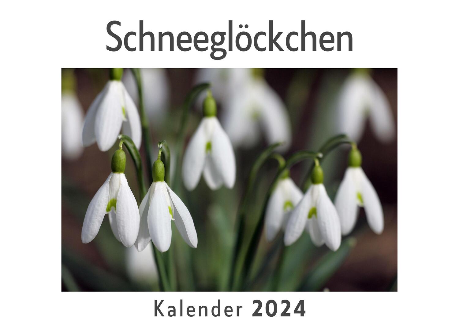 Cover: 9783750548121 | Schneeglöckchen (Wandkalender 2024, Kalender DIN A4 quer,...