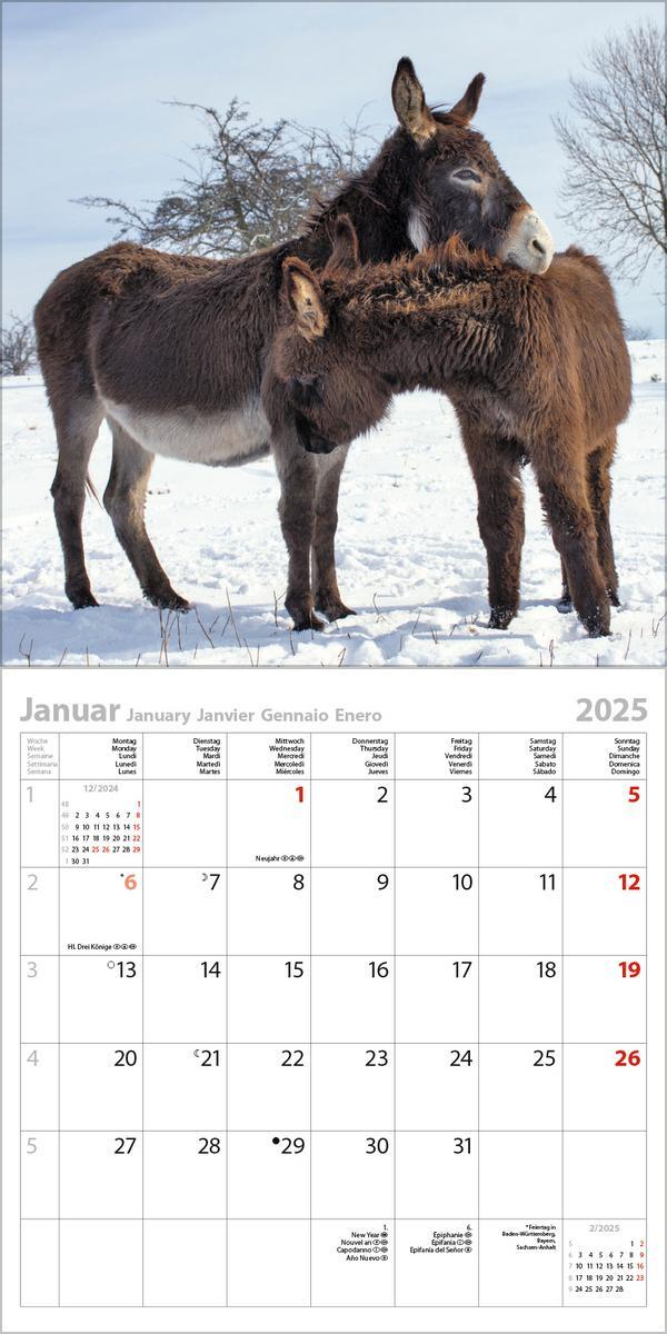 Bild: 9783731875543 | Esel 2025 | Verlag Korsch | Kalender | 13 S. | Deutsch | 2025