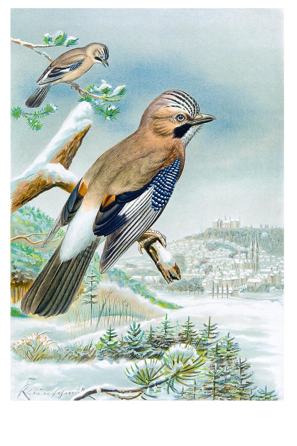 Bild: 9783968490090 | Johann Friedrich Naumann - Die Vögel Mitteleuropas | Naumann | Buch