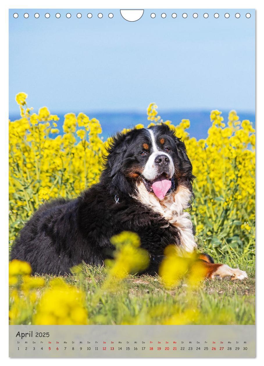 Bild: 9783457159149 | Berner Sennenhund - Ein Hund für alle Fälle (Wandkalender 2025 DIN...