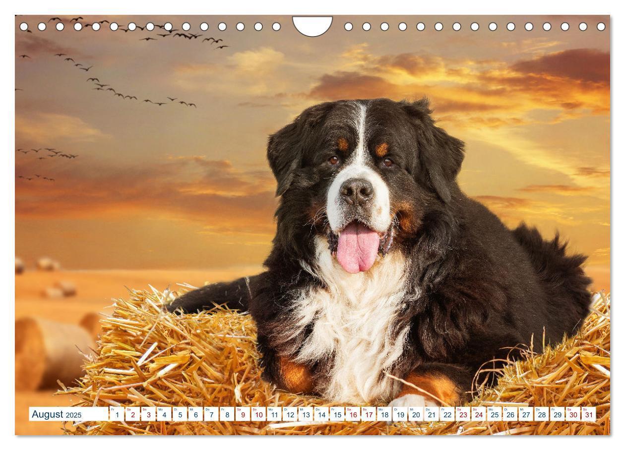 Bild: 9783435050321 | Berner Sennenhund - Ein Traum auf vier Pfoten (Wandkalender 2025...