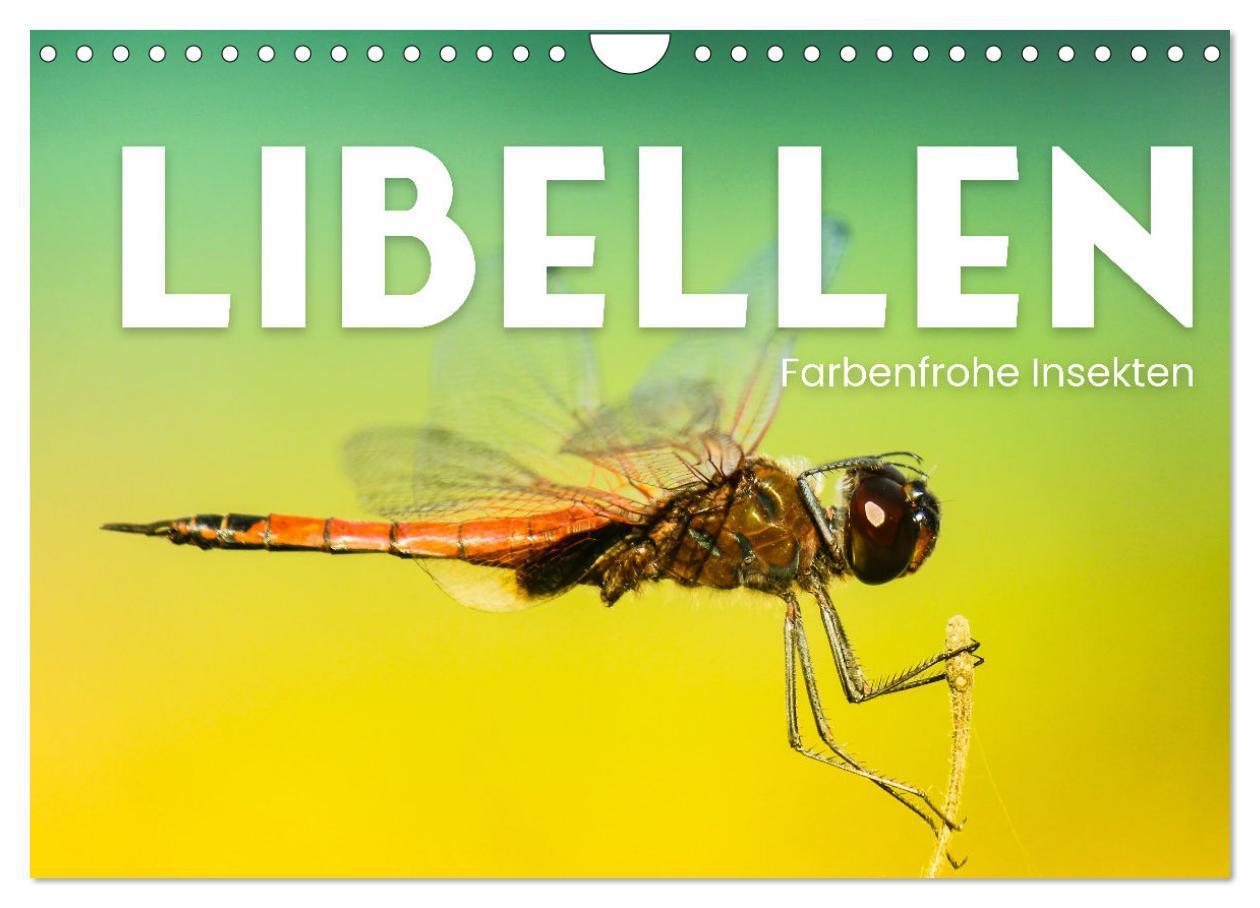 Cover: 9783675434257 | Libellen - Farbenfrohe Insekten (Wandkalender 2024 DIN A4 quer),...