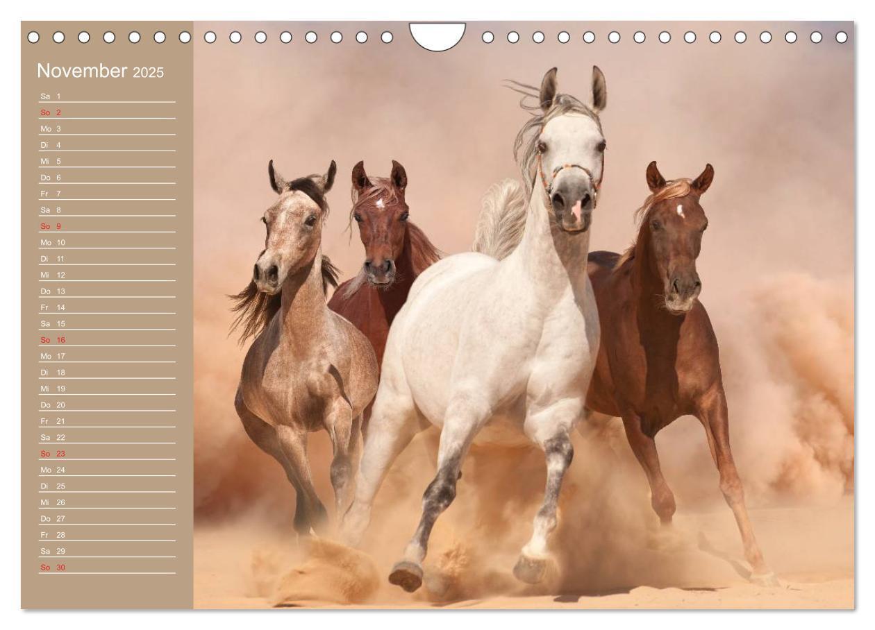 Bild: 9783435550319 | Pferde. Araber im Wüstensand (Wandkalender 2025 DIN A4 quer),...