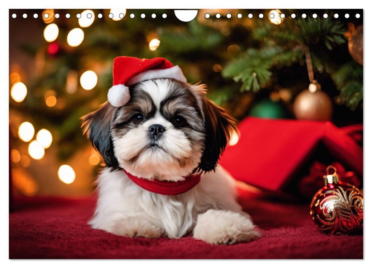 Bild: 9783435639564 | Shih Tzu - der wuschelige Hund aus Tibet (Wandkalender 2025 DIN A4...