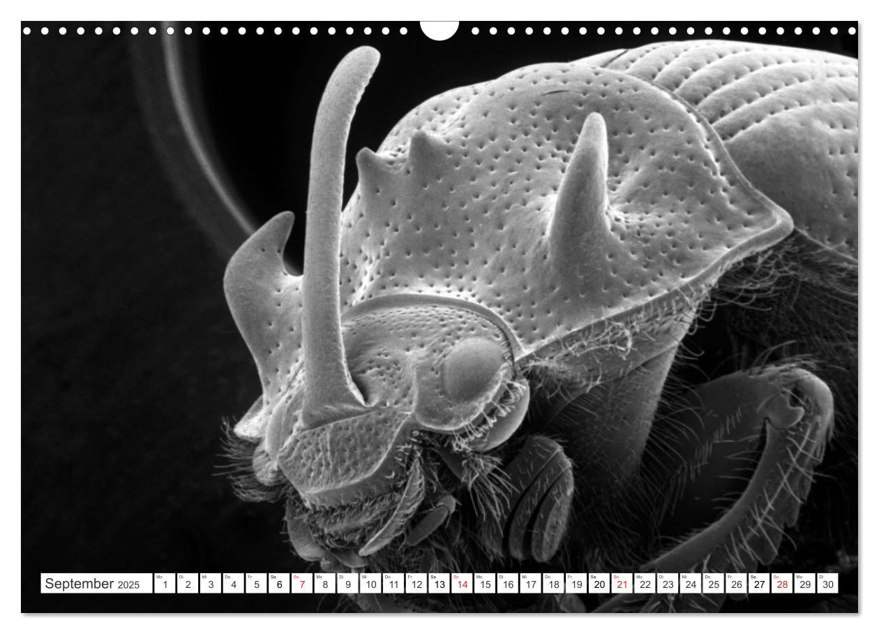 Bild: 9783435082636 | Erlebnis Mikrokosmos (Wandkalender 2025 DIN A3 quer), CALVENDO...