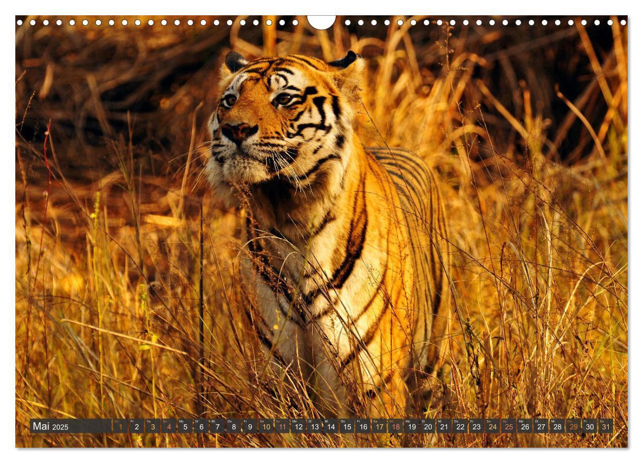 Bild: 9783435817092 | Tiere Indiens close up (Wandkalender 2025 DIN A3 quer), CALVENDO...