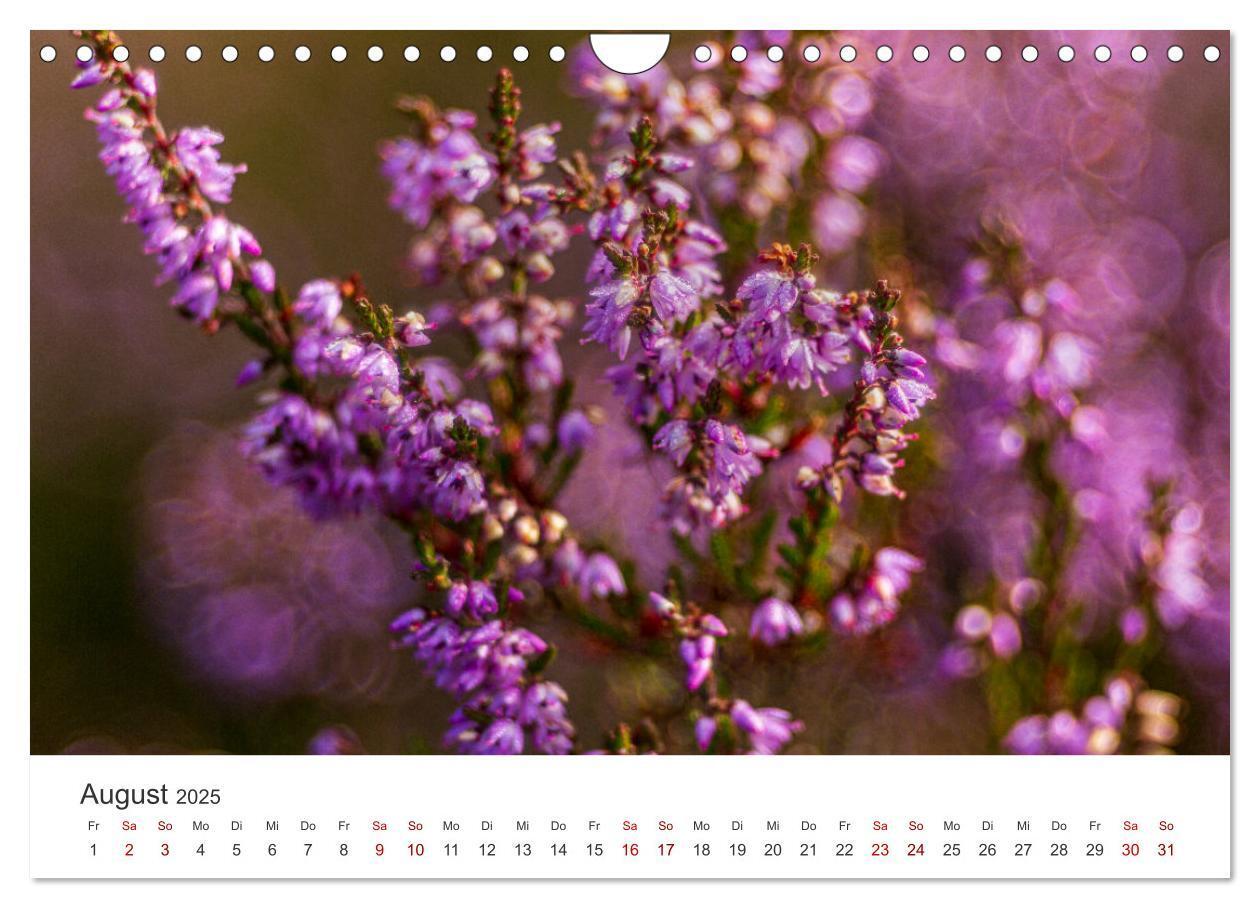 Bild: 9783383812101 | Naturjuwel Haspelmoor (Wandkalender 2025 DIN A4 quer), CALVENDO...