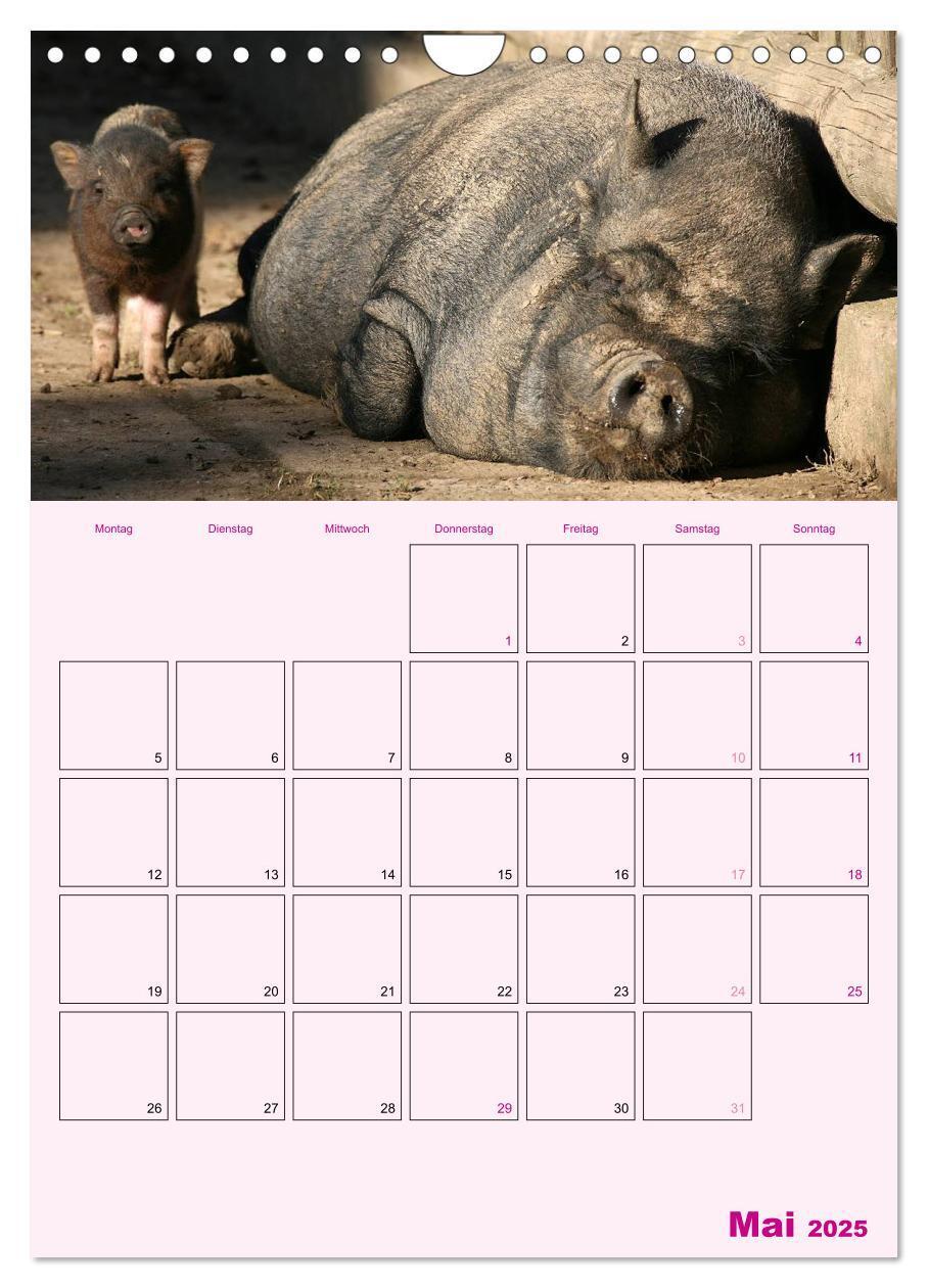 Bild: 9783457077214 | Schweinischer Terminplaner (Wandkalender 2025 DIN A4 hoch),...