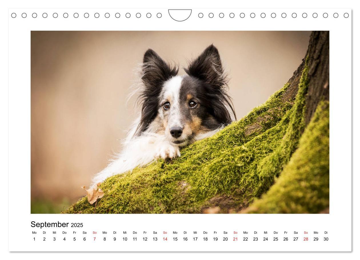 Bild: 9783435308309 | Herzensshelties - Shetland Sheepdogs (Wandkalender 2025 DIN A4...