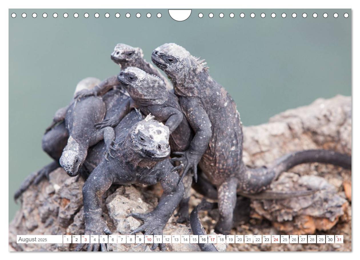 Bild: 9783435630684 | Galapagos. Verzauberte Inseln (Wandkalender 2025 DIN A4 quer),...