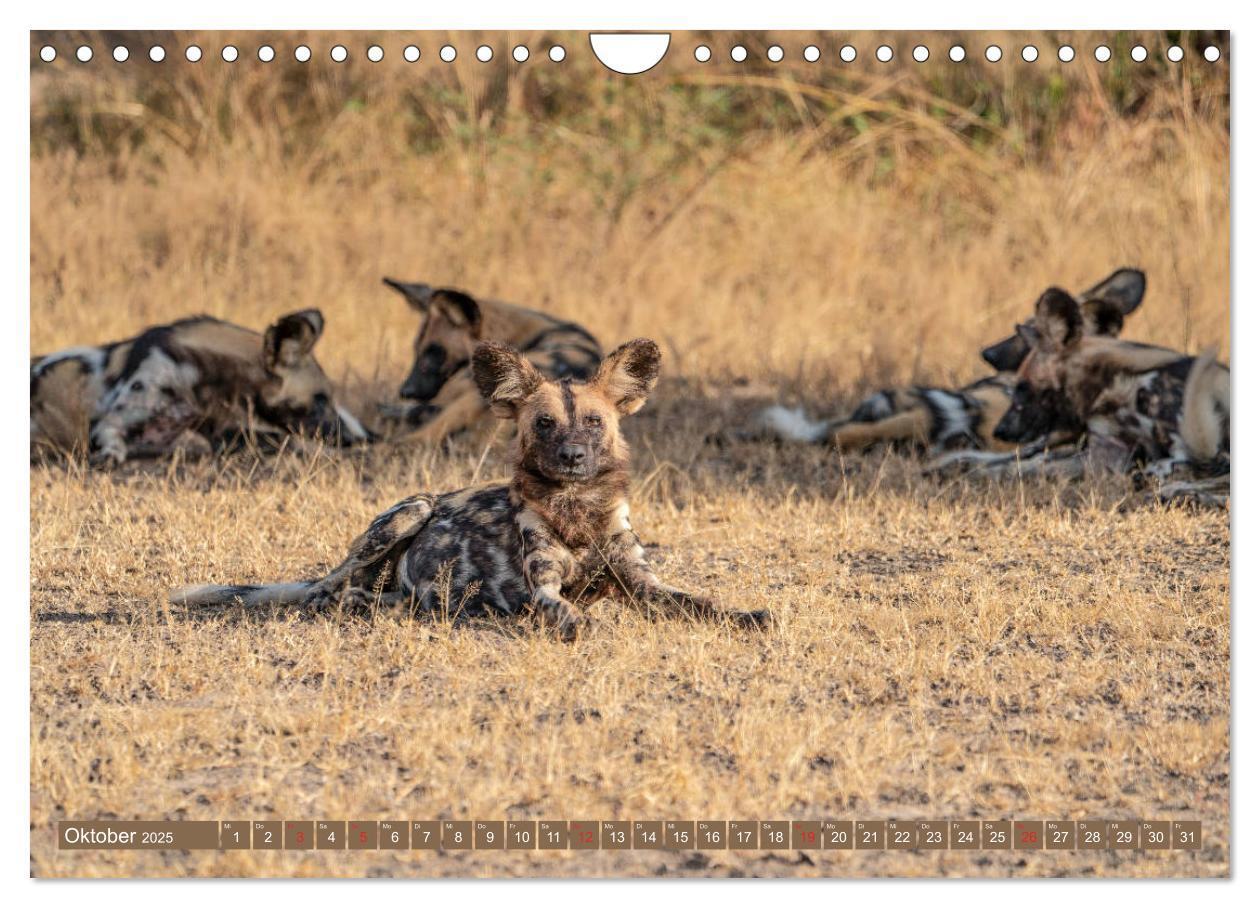 Bild: 9783435313501 | Wildlife Sambia (Wandkalender 2025 DIN A4 quer), CALVENDO...