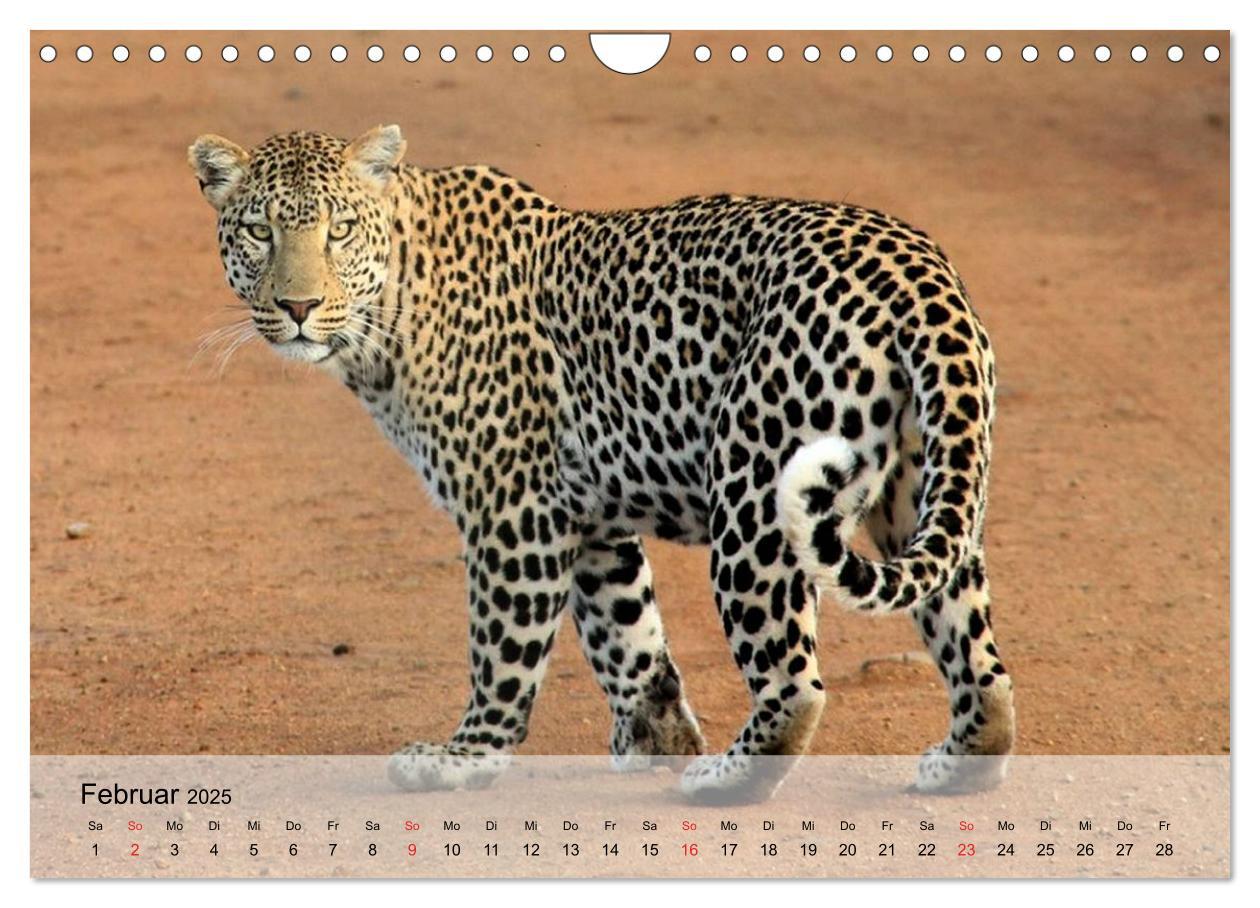 Bild: 9783435600908 | Leoparden. Elegante Jäger (Wandkalender 2025 DIN A4 quer), CALVENDO...