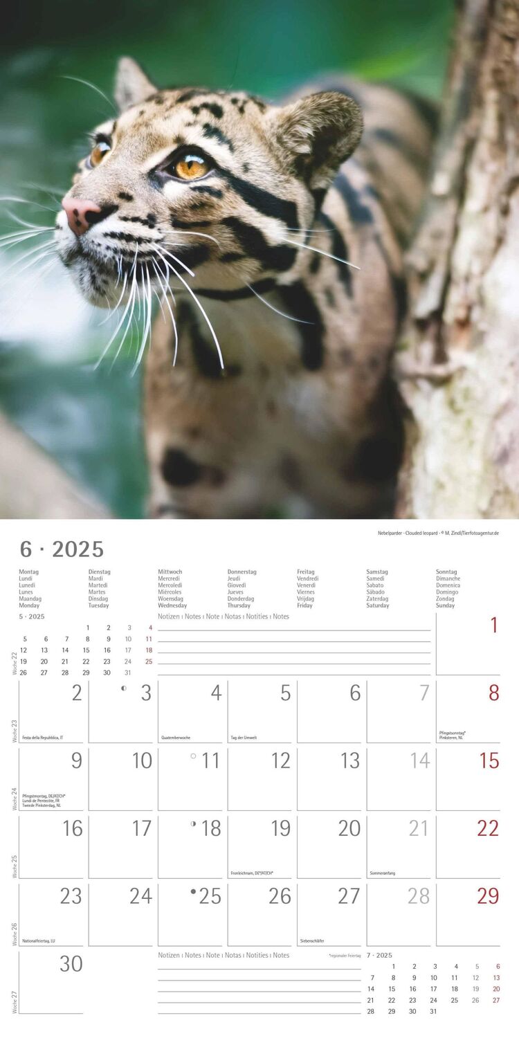 Bild: 4251732343057 | Großkatzen 2025 - Broschürenkalender 30x30 cm (30x60 geöffnet) -...