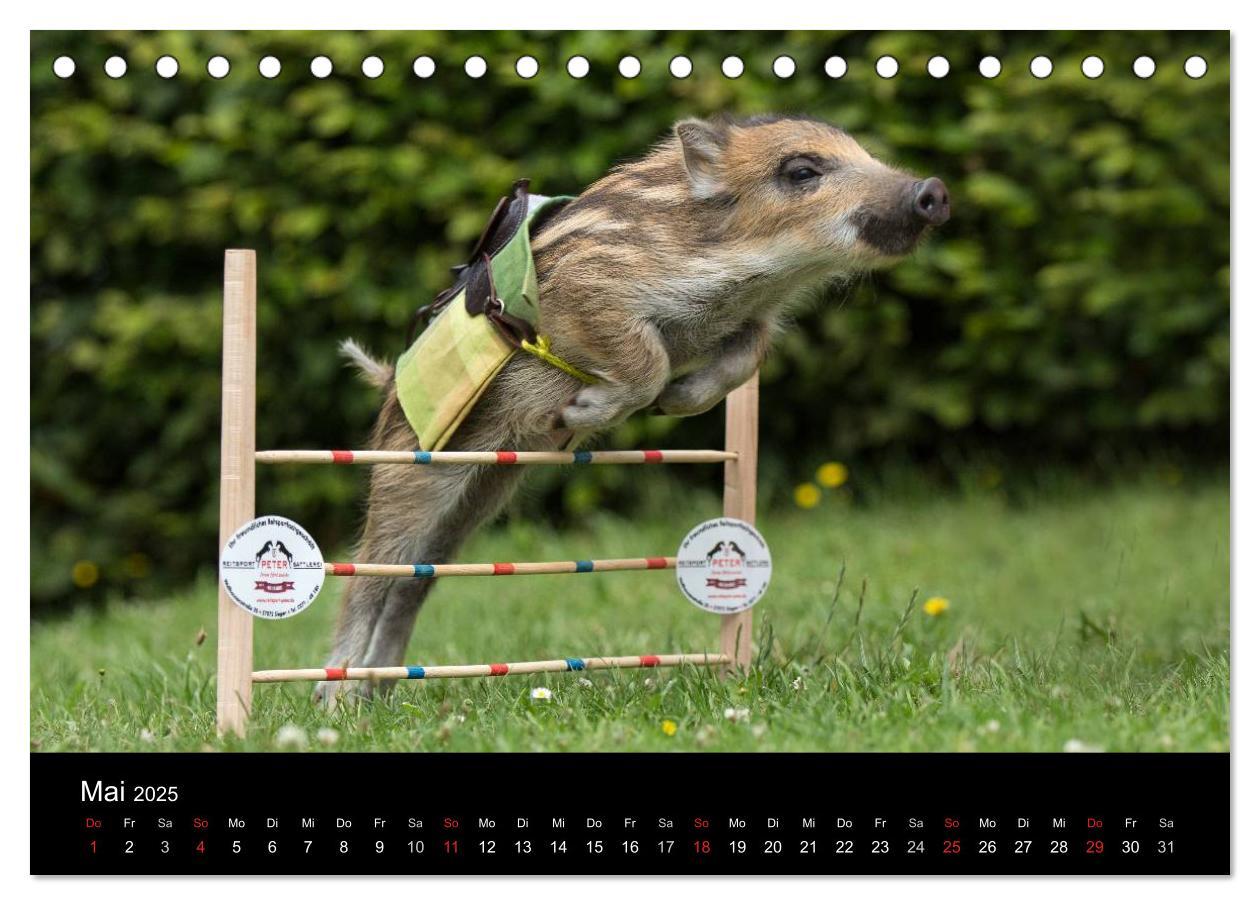 Bild: 9783435535682 | Kleine Schweinereien (Tischkalender 2025 DIN A5 quer), CALVENDO...