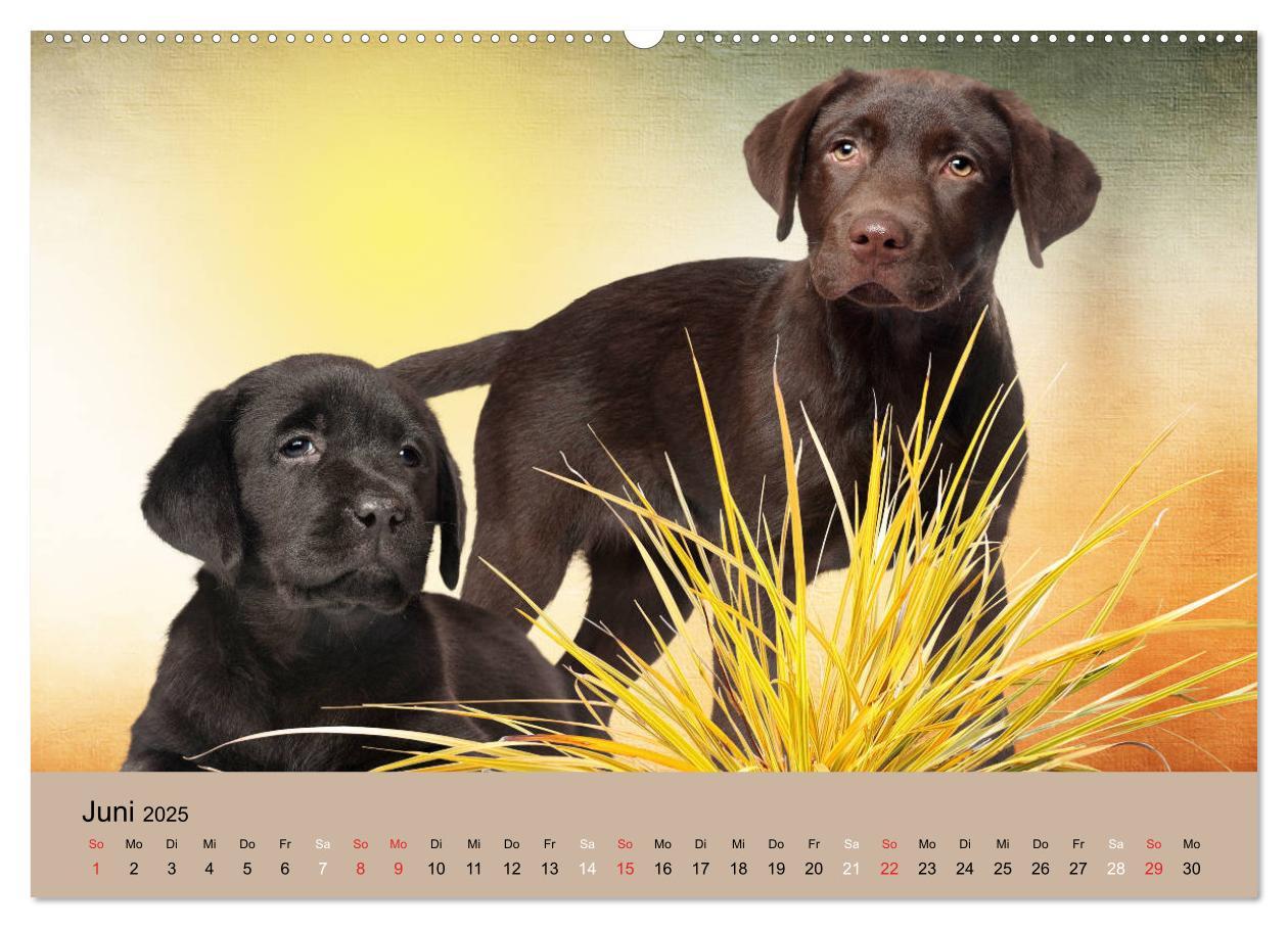 Bild: 9783435160860 | Labrador Retriever unsere Freunde (Wandkalender 2025 DIN A2 quer),...