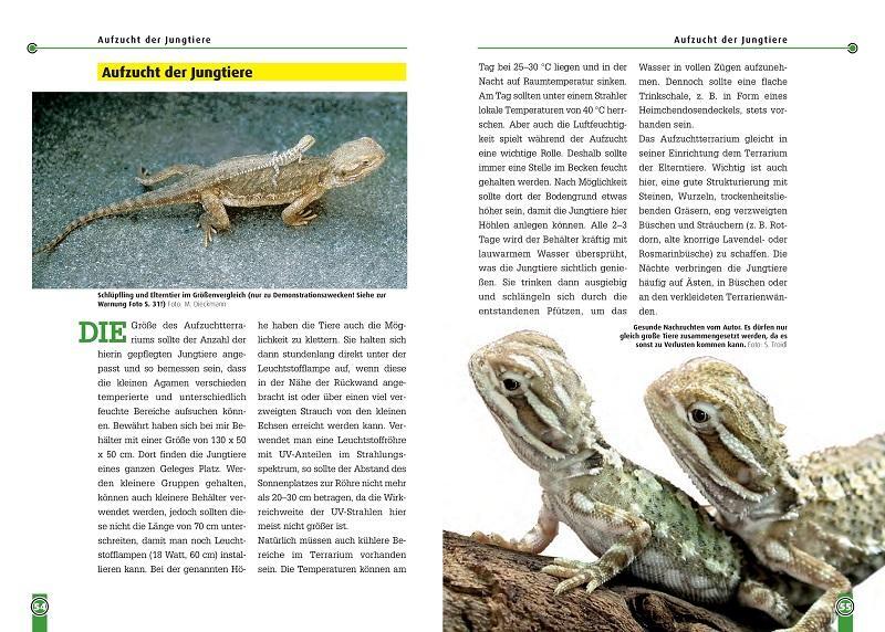 Bild: 9783937285979 | Die Zwergbartagame | Pogona Henrylawsoni | Martin Dieckmann | Buch