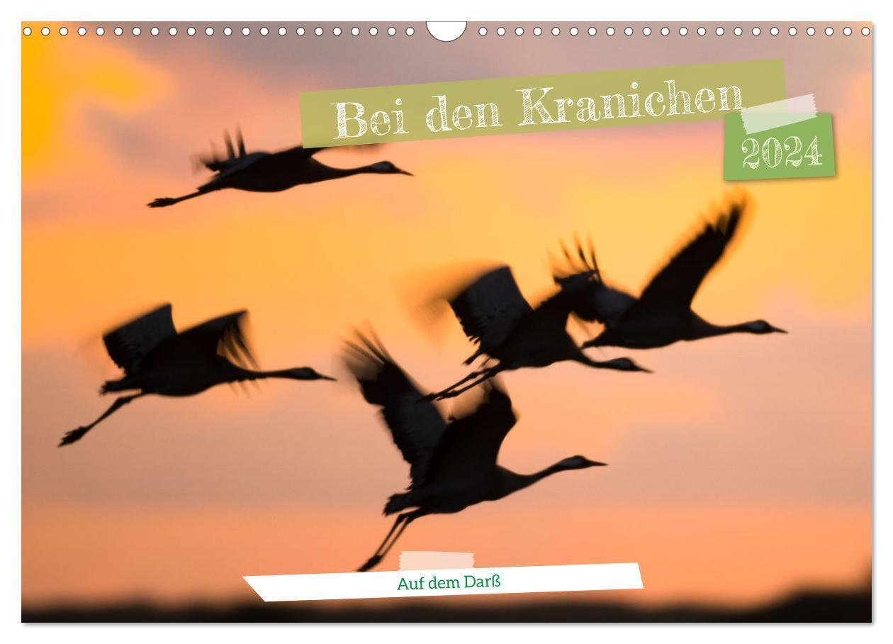 Cover: 9783675968233 | Bei den Kranichen (Wandkalender 2024 DIN A3 quer), CALVENDO...