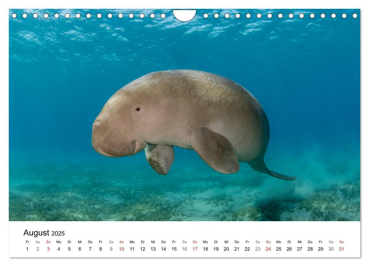 Bild: 9783435615681 | Highlights aus dem Meer - Tauchkalender (Wandkalender 2025 DIN A4...