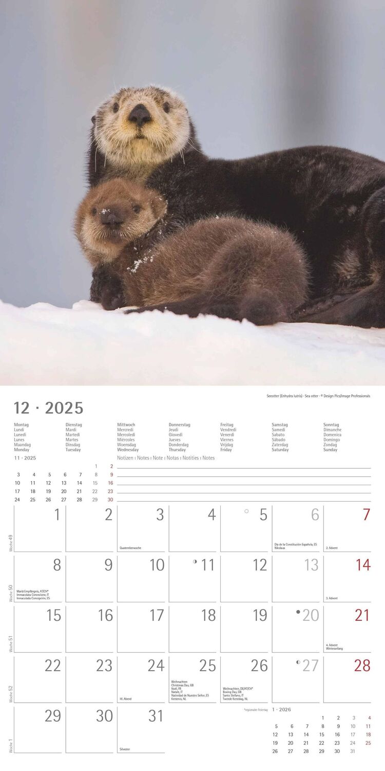 Bild: 4251732340773 | Tierbabys 2025 - Broschürenkalender 30x30 cm (30x60 geöffnet) -...