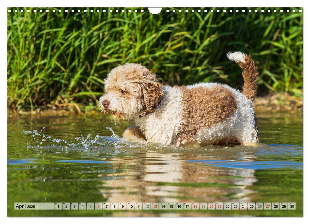 Bild: 9783435312399 | Lagotto Romagnolo - Ein Hund zum Verlieben (Wandkalender 2025 DIN...