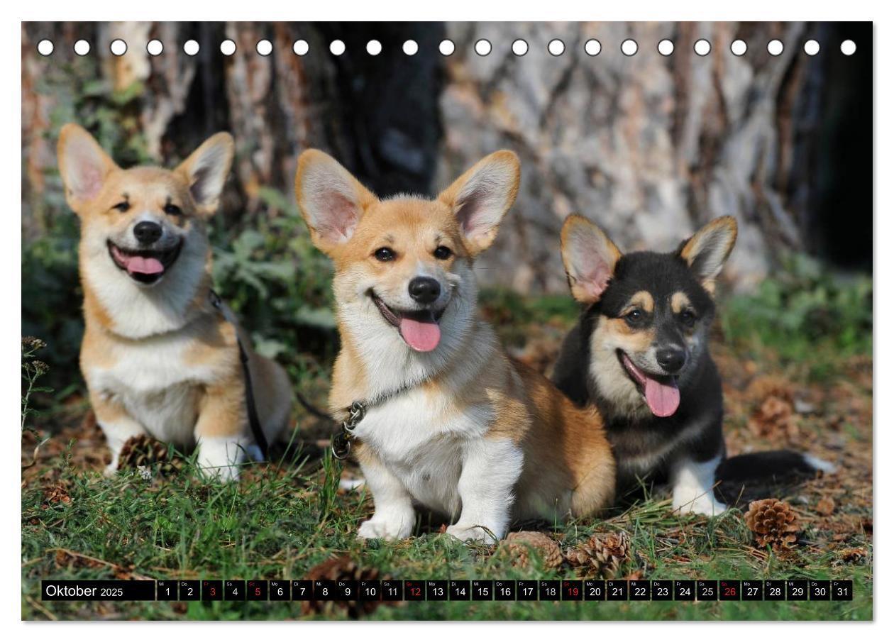 Bild: 9783435669868 | Welsh Corgi - Kobold auf 4 Pfoten (Tischkalender 2025 DIN A5 quer),...