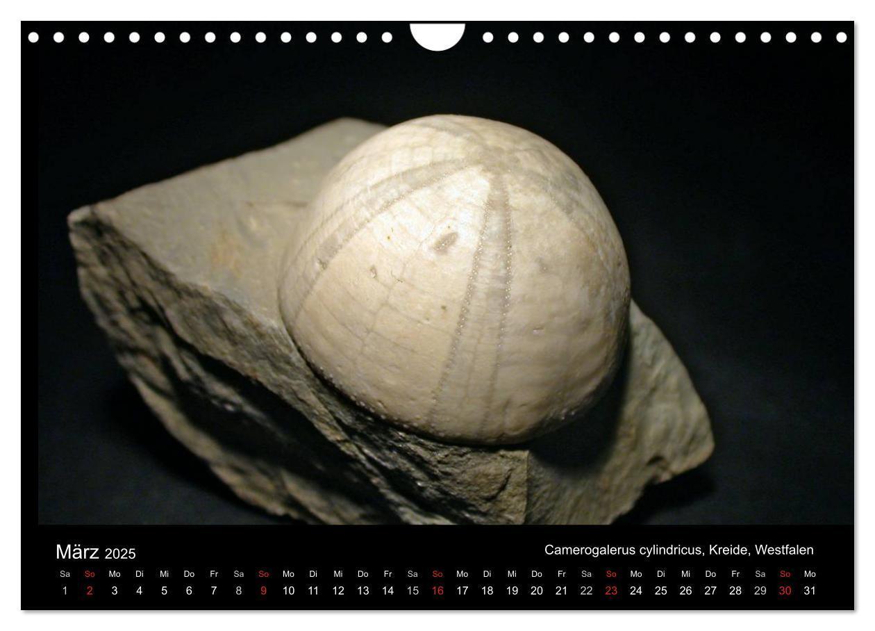 Bild: 9783435772056 | Fossilien - Zeugen der Urzeit (Wandkalender 2025 DIN A4 quer),...