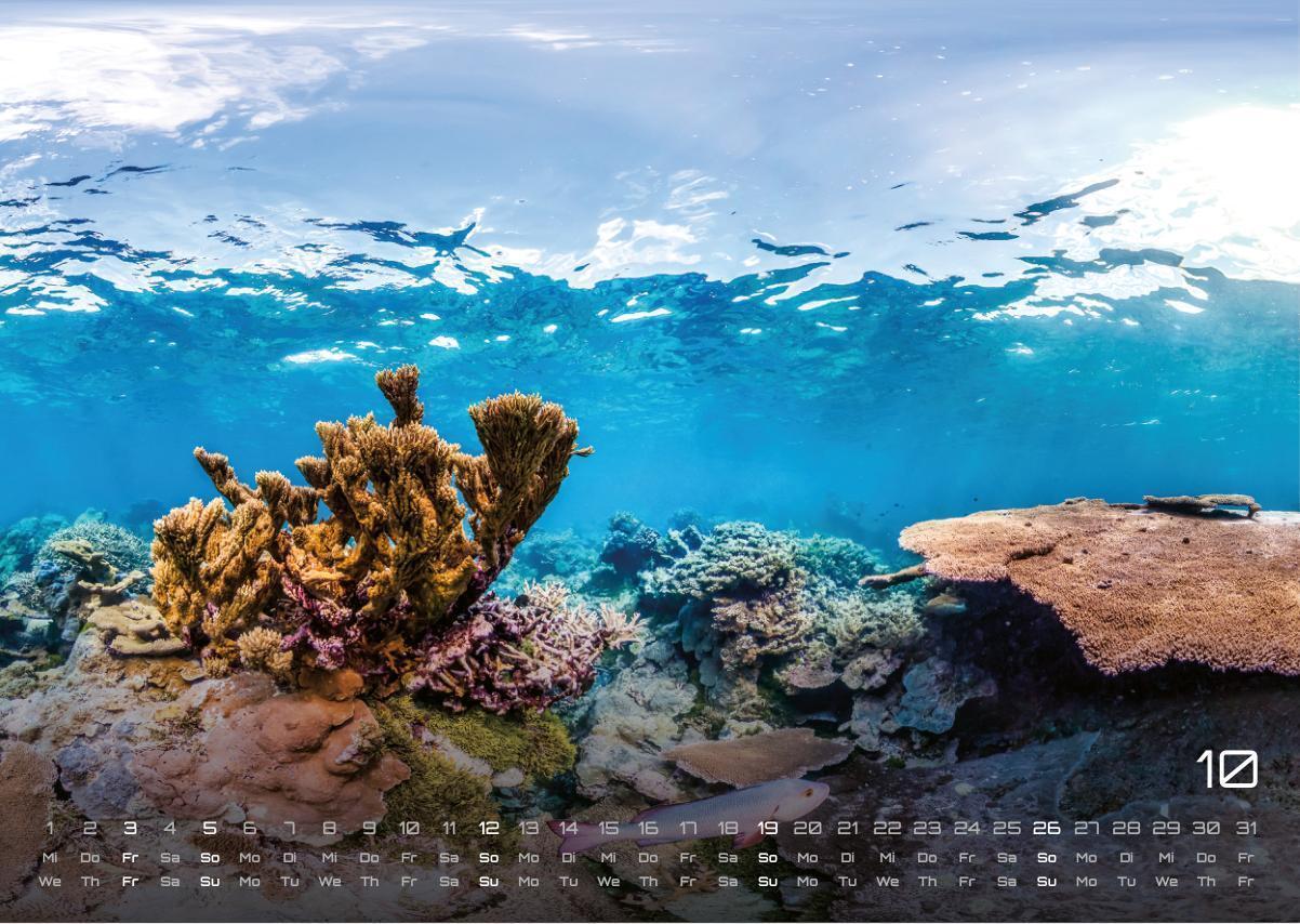 Bild: 9783986734305 | Sealife - verborgene Tiefen - 2025 - Kalender DIN A3 | GP-Fever. de