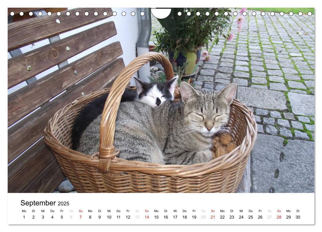 Bild: 9783435663682 | Bauernhoftiere (Wandkalender 2025 DIN A4 quer), CALVENDO...