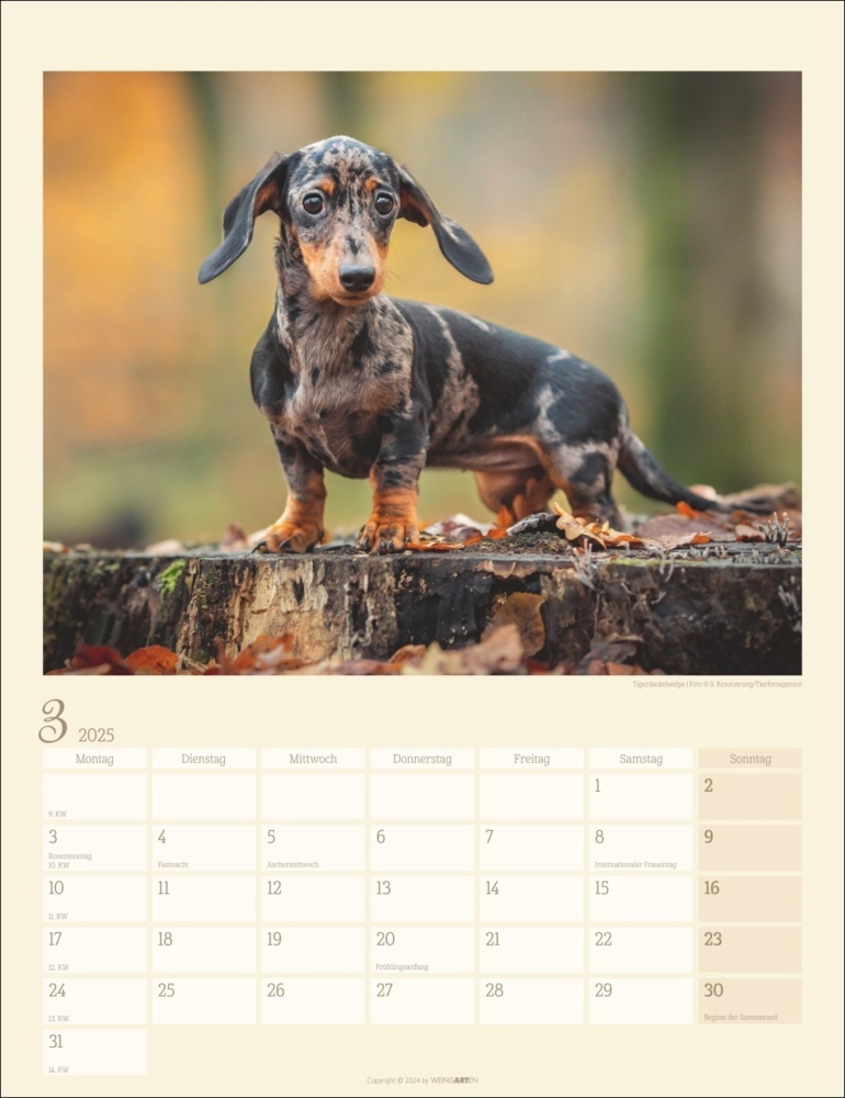 Bild: 9783839900581 | Dackel Kalender 2025 | Kalender | Spiralbindung | 14 S. | Deutsch