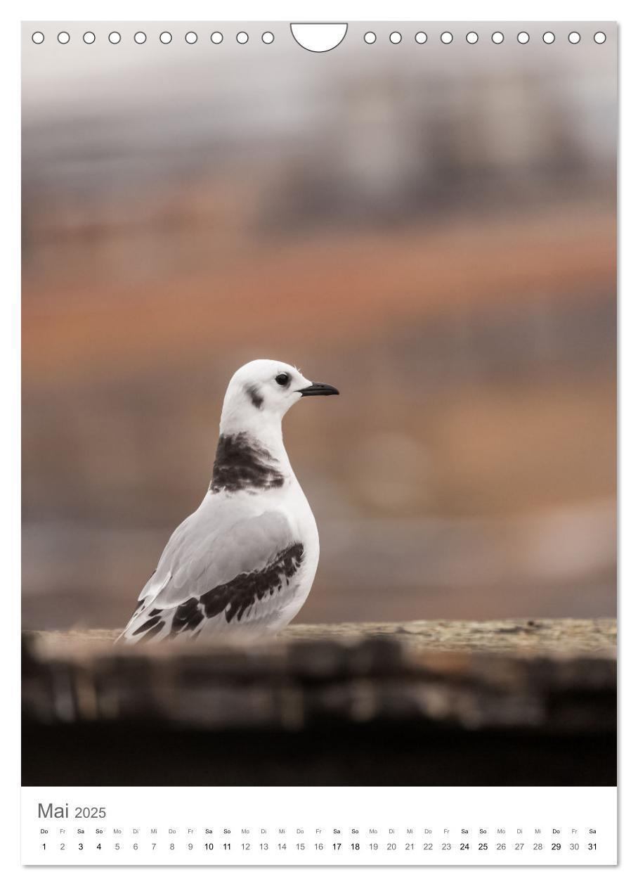 Bild: 9783435844821 | Die Arktis - Naturfotografien aus Spitzbergen (Wandkalender 2025...