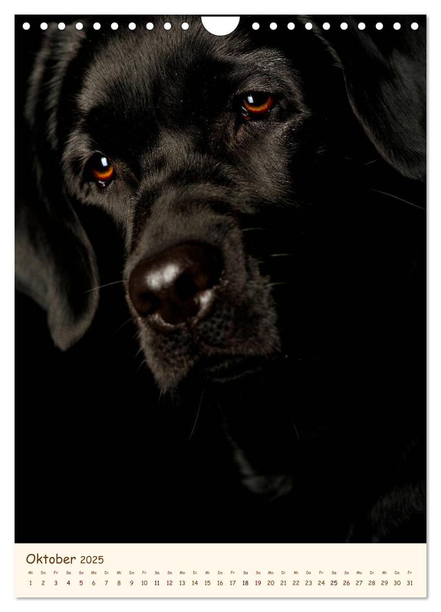 Bild: 9783457065211 | Labrador Retriever (Wandkalender 2025 DIN A4 hoch), CALVENDO...