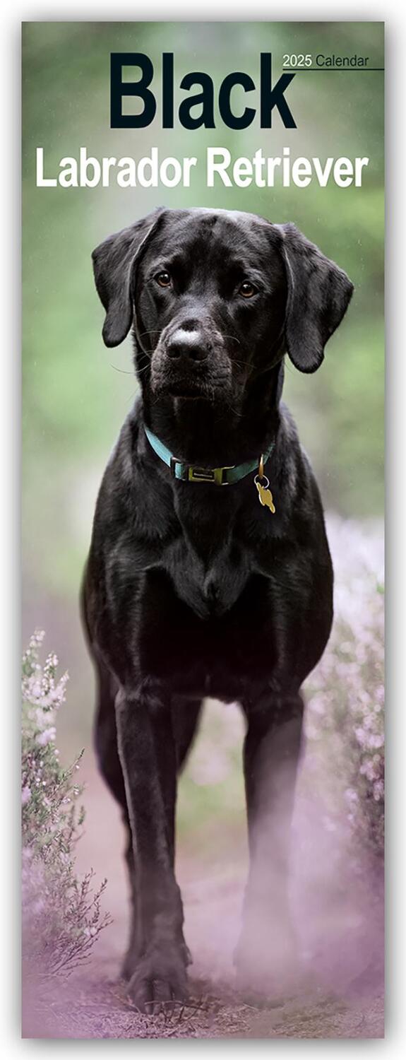 Cover: 9781804605110 | Black Labrador Retriever - Schwarze Labrador Retriever 2025 | Ltd