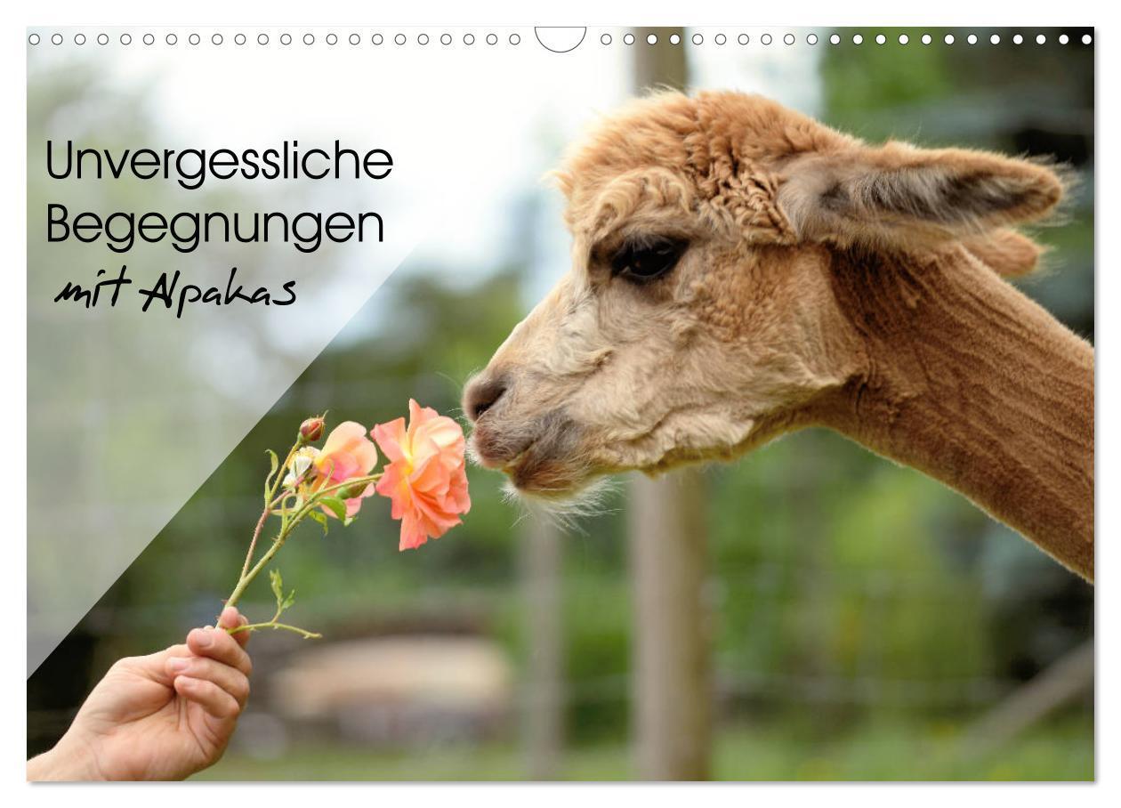 Cover: 9783675457294 | Unvergessliche Begegnungen mit Alpakas (Wandkalender 2024 DIN A3...