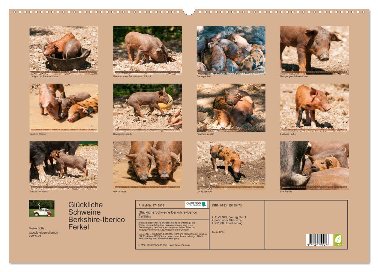 Bild: 9783435195473 | Glückliche Schweine Berkshire-Iberico Ferkel (Wandkalender 2025 DIN...