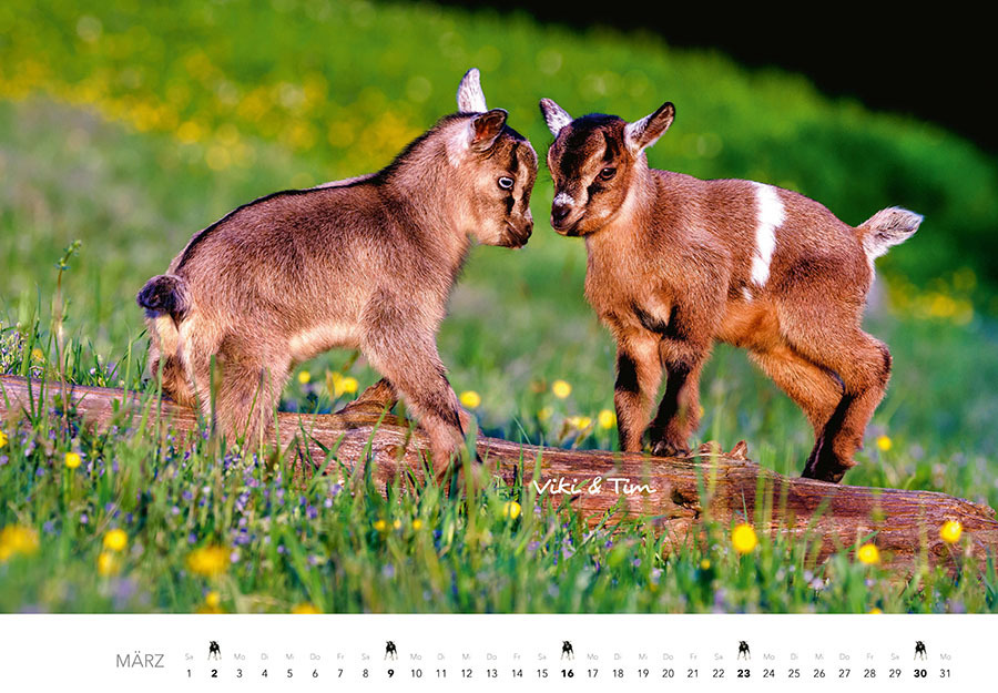 Bild: 9783966648349 | Tierkinder auf dem Bauernhof Kalender 2025 | J.-L. Klein (u. a.)