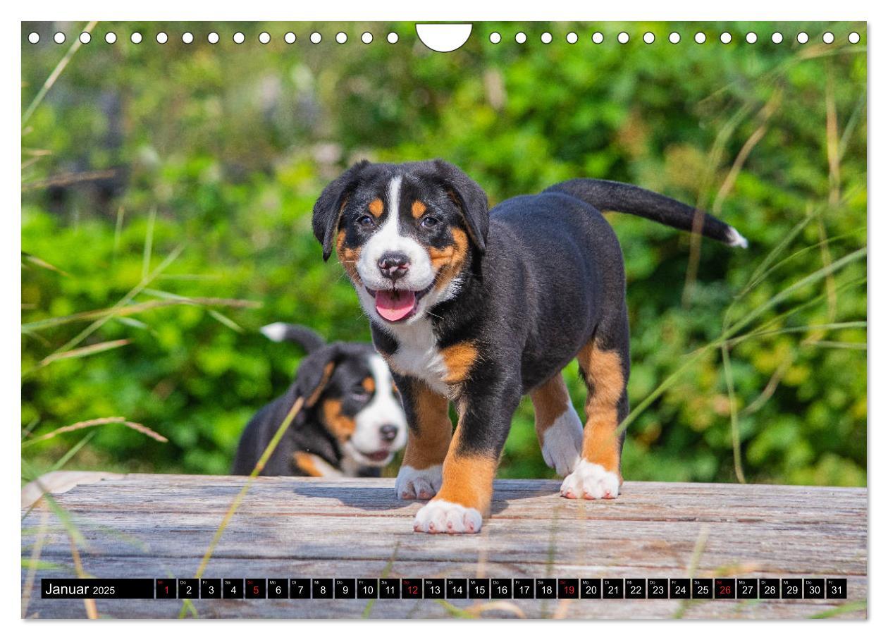 Bild: 9783435209460 | Ein Hund zum Verlieben - Großer Schweizer Sennenhund (Wandkalender...