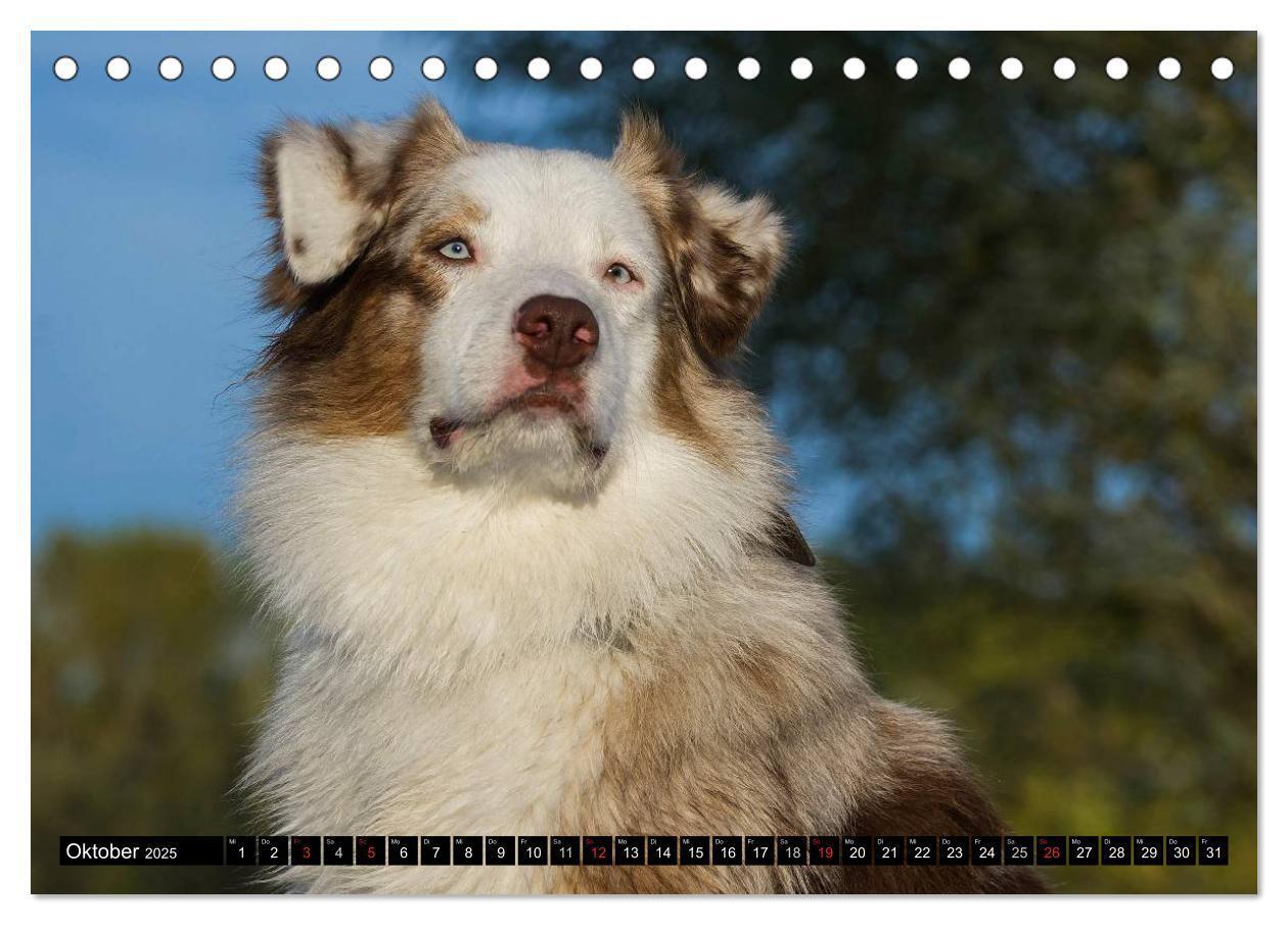 Bild: 9783435570287 | Bekannt wie ein bunter Hund. Australian Shepherd (Tischkalender...