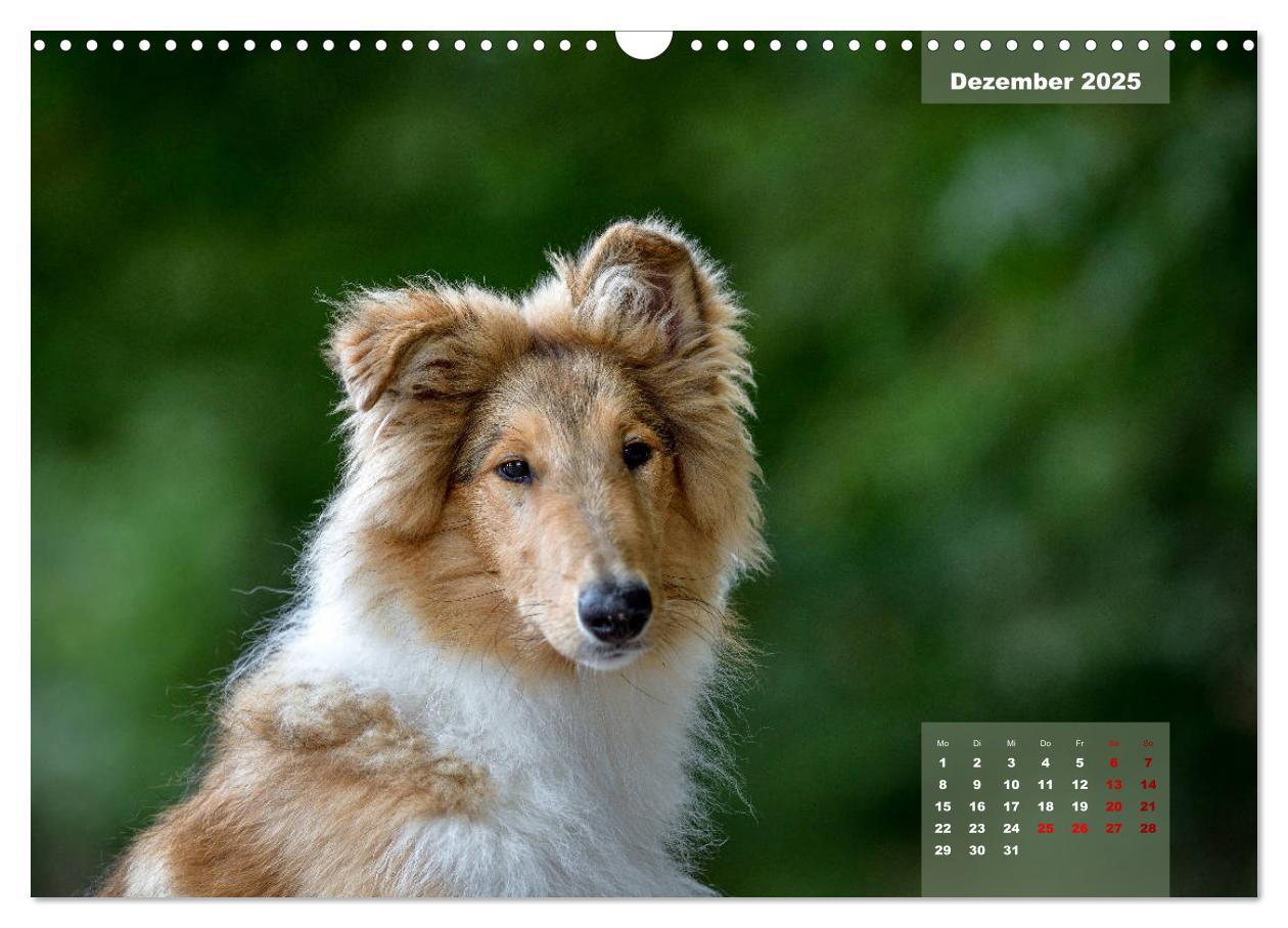 Bild: 9783435110629 | Typisch Collie (Wandkalender 2025 DIN A3 quer), CALVENDO...